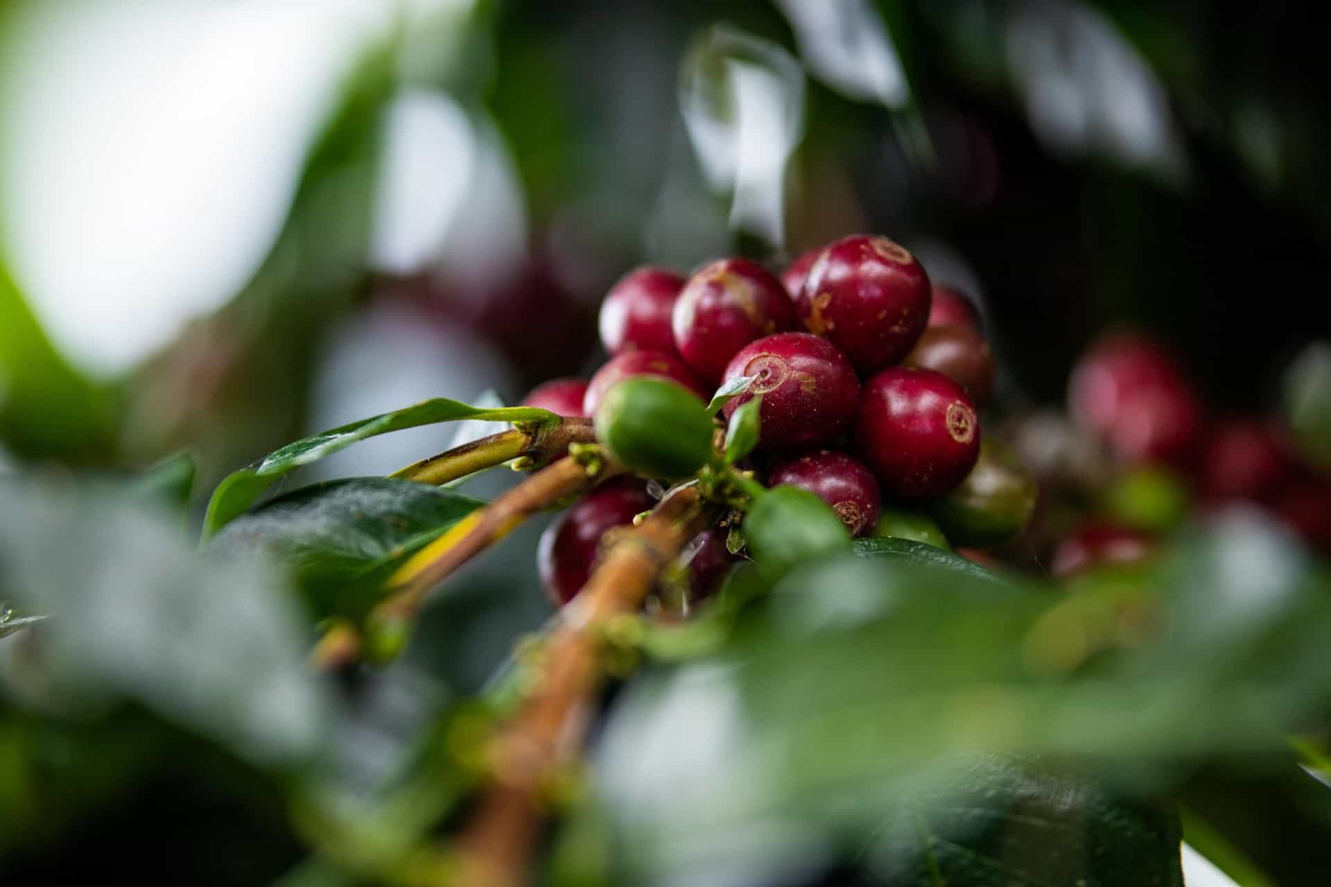 Racimo de cerezas de café rojas y maduras en la rama, en un cafetal de San Ramón, Chanchamayo