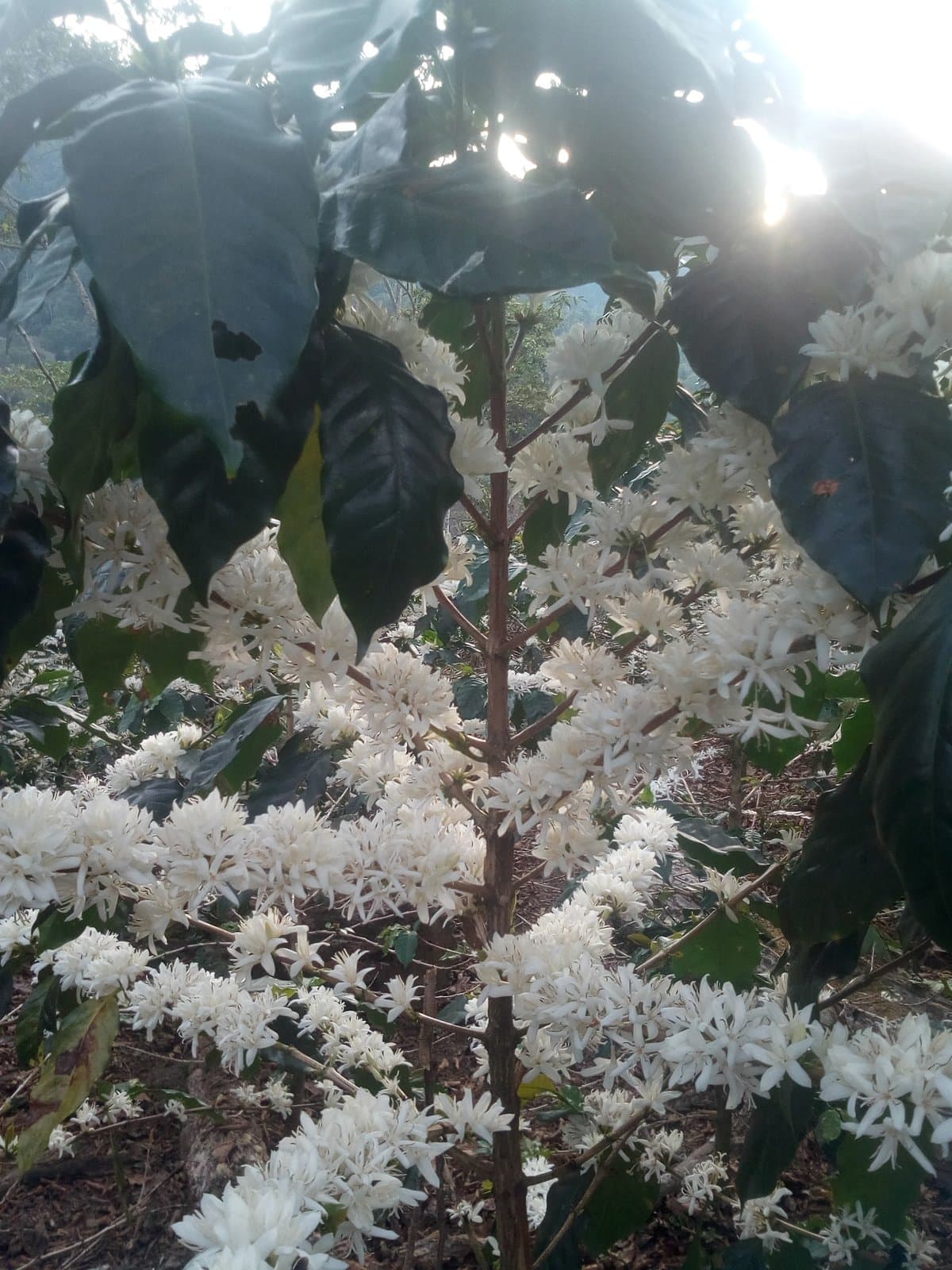 Cafeto en floración con racimos de flores blancas, en Río Tambo, Satipo