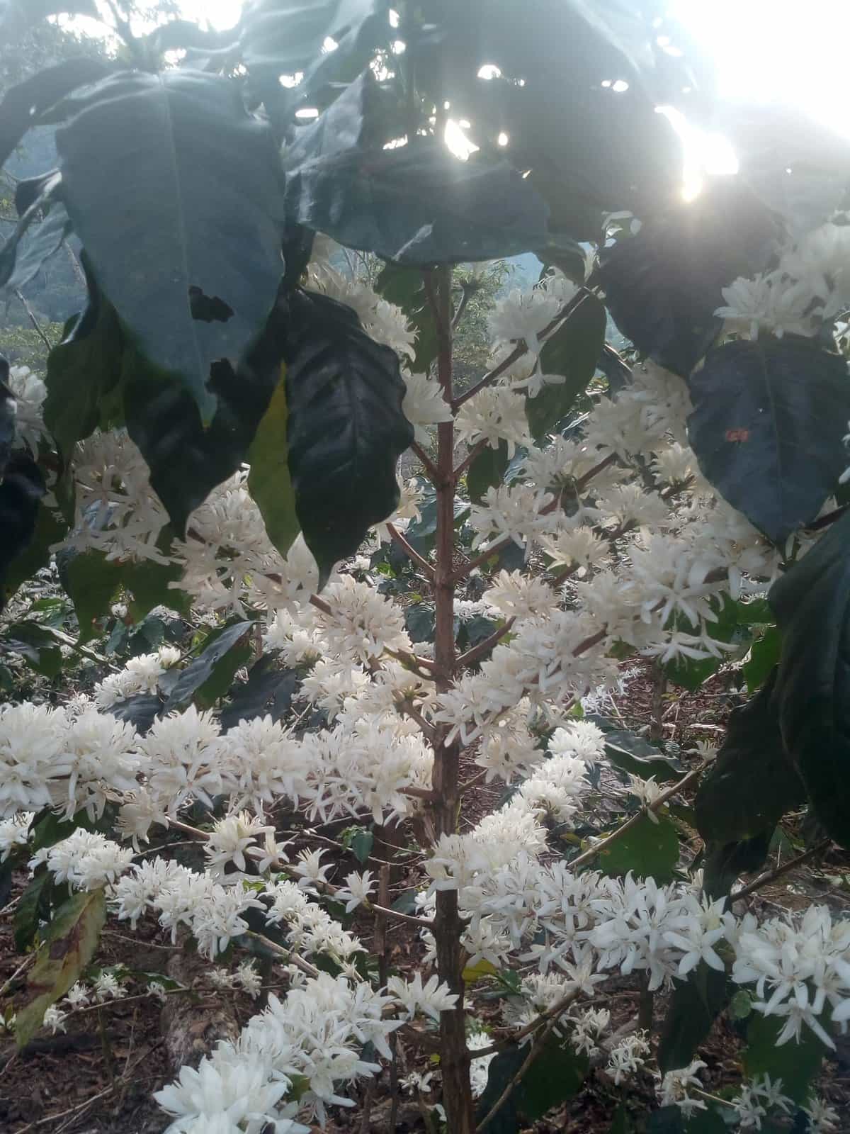 Cafeto en floración con racimos de flores blancas, en Río Tambo, Satipo