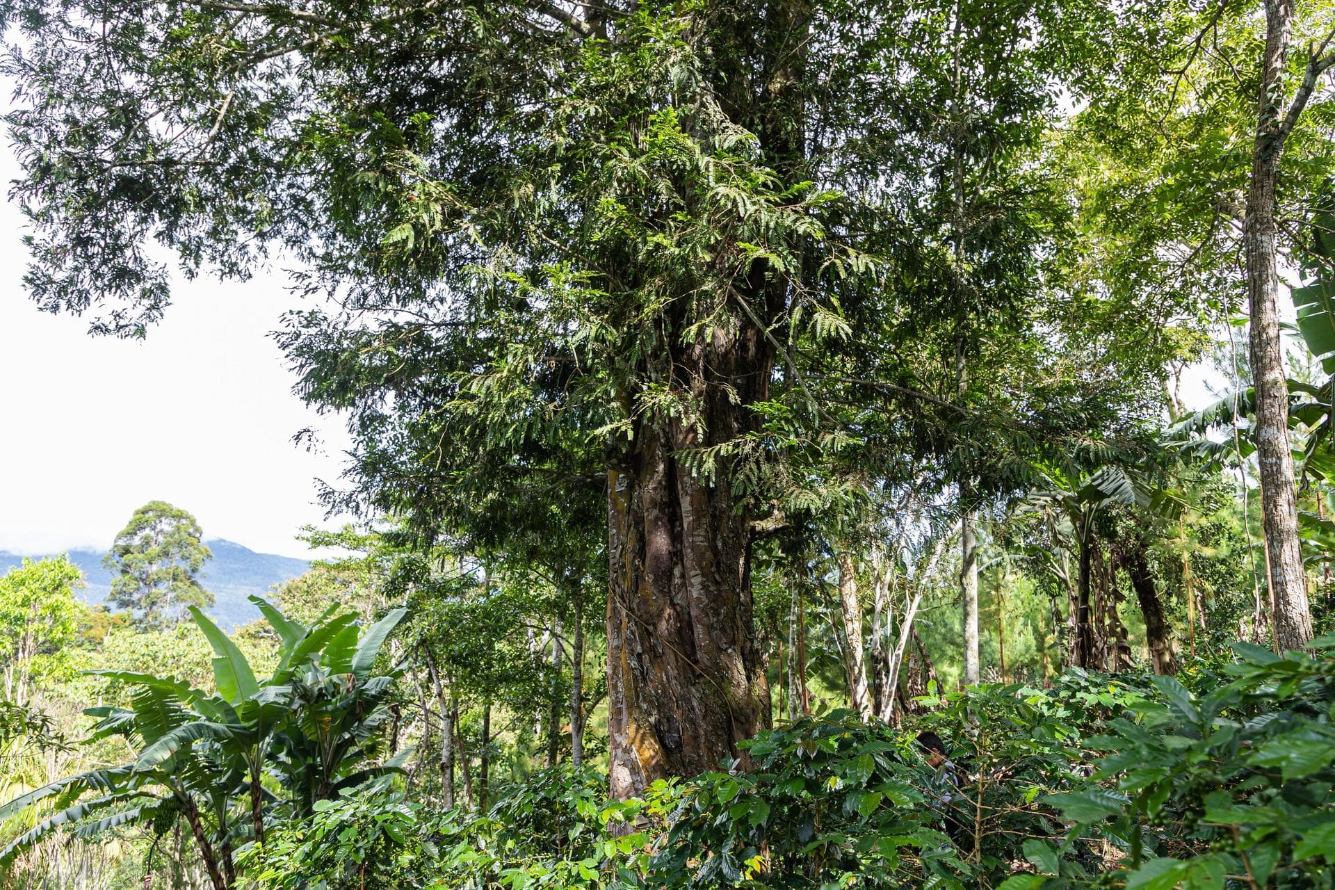 Cafetal bajo sombra de árboles nativos en una ladera de Villa Rica, Oxapampa, Selva Central del Perú