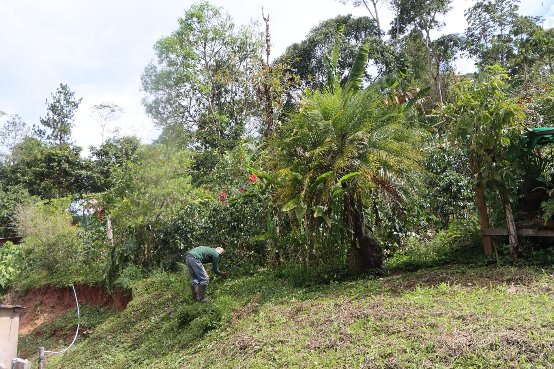 Cafetal agroecológico con deshierbe manual en una ladera de Villa Rica, Selva Central del Perú
